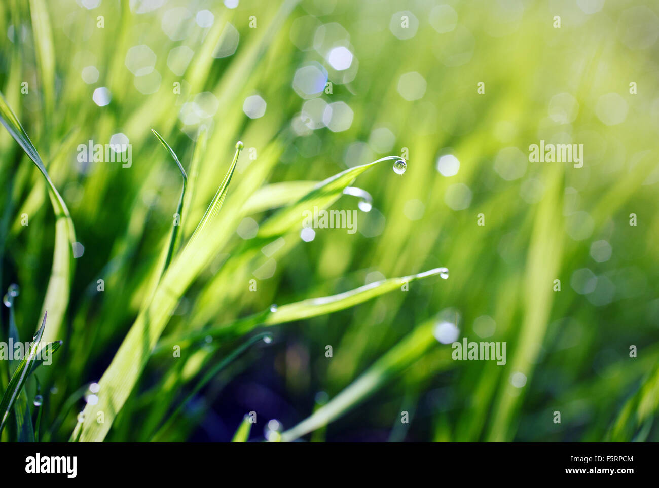 Green grass with dew drops Stock Photo - Alamy