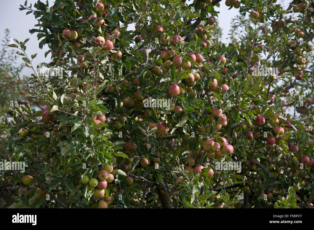 Apple orchard kalpa, himachal pradesh, india, asia Stock Photo Alamy