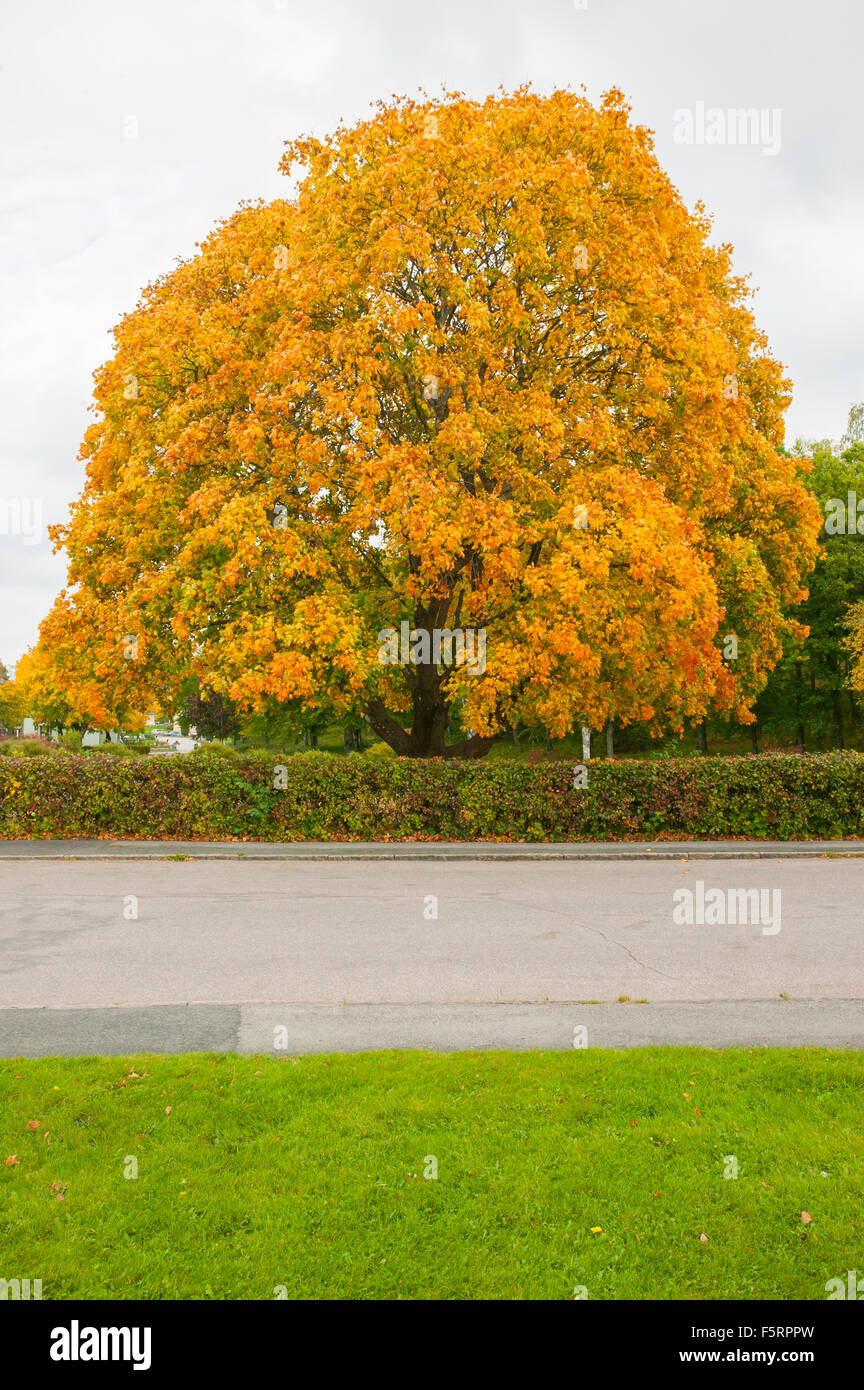 Sweden, Smaland, Anderstorp, Maple tree in autumn Stock Photo