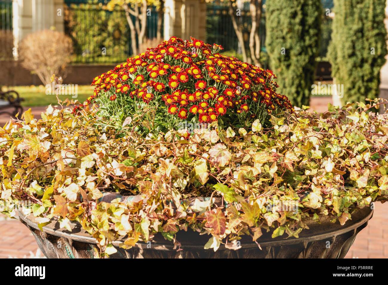 Flowers for the park hi-res stock photography and images - Alamy
