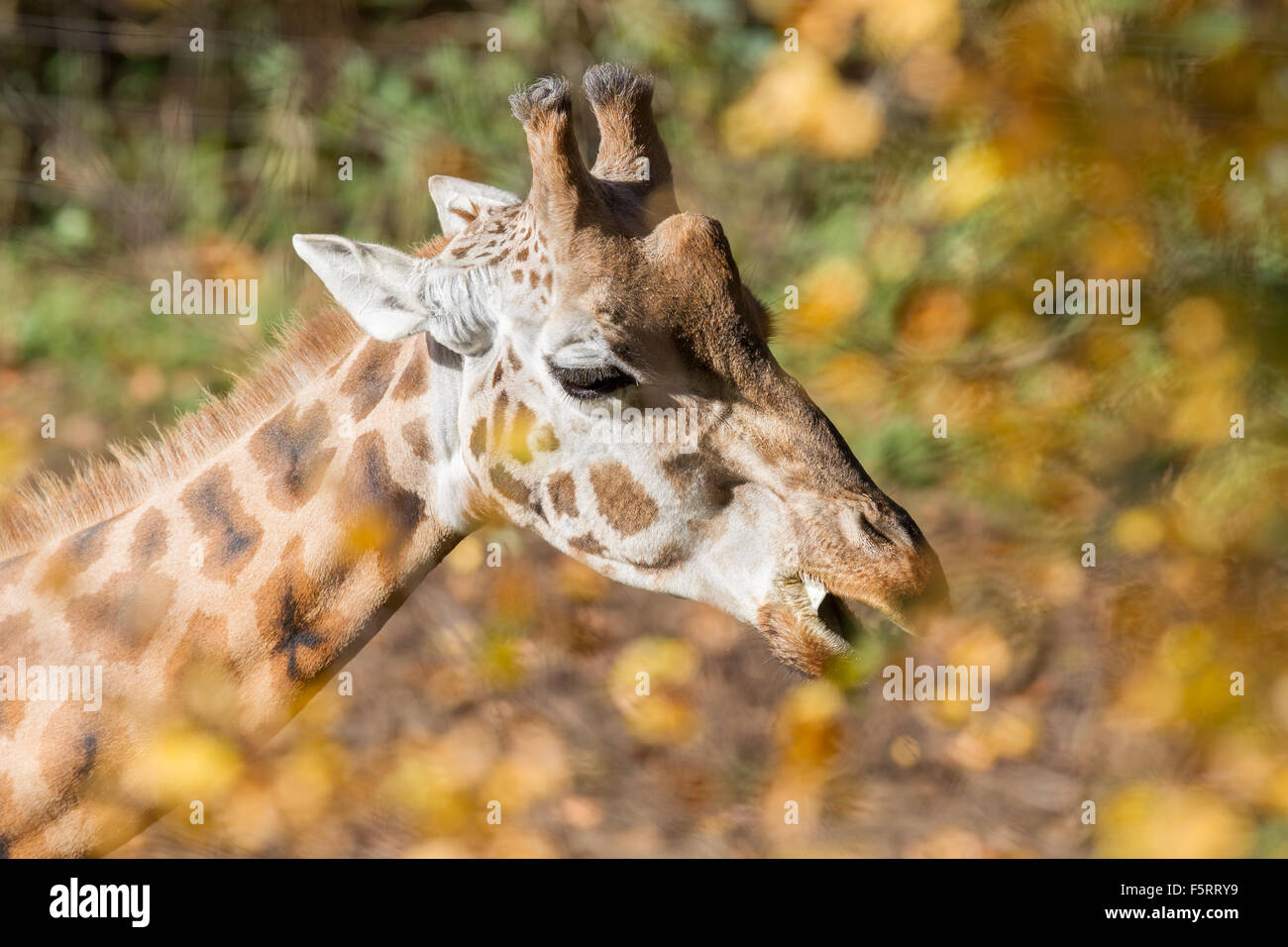 Single giraffe feeding, photographed through the leaves, selective focus Stock Photo