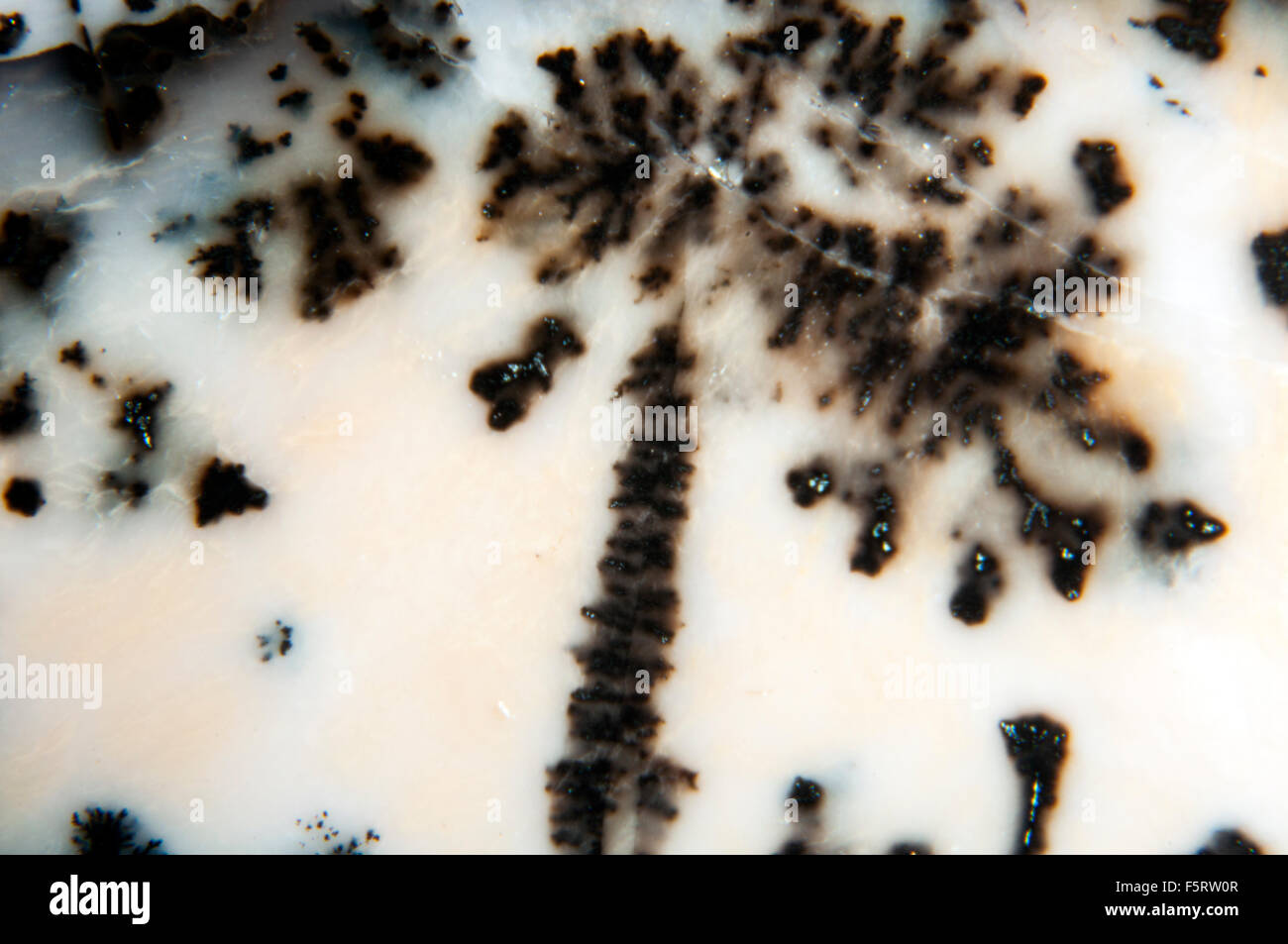 Close up, African dendritic opal stone in studio setting Stock Photo