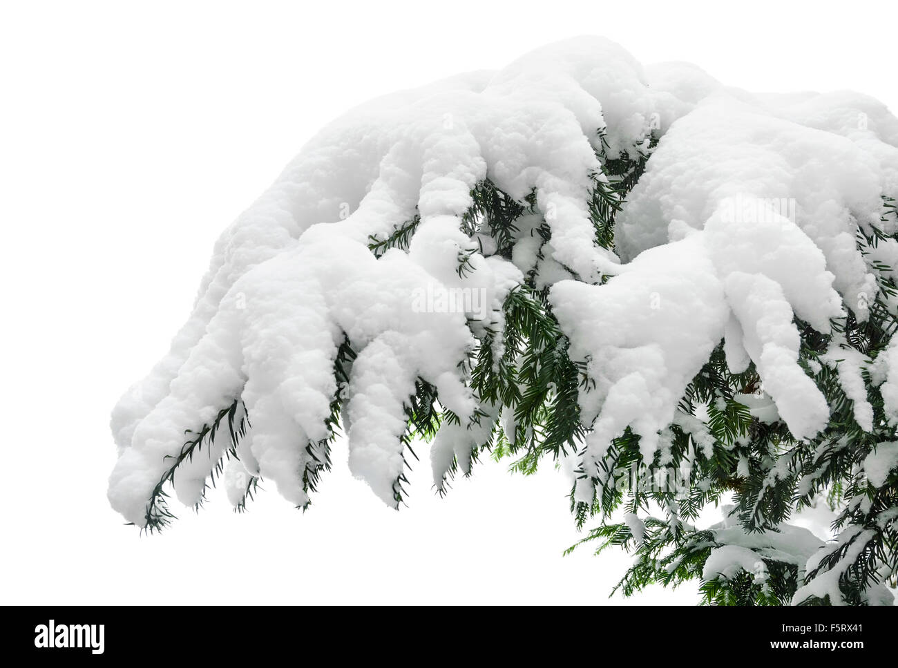 Fir branch heavily covered with fresh snow on pure white background ...