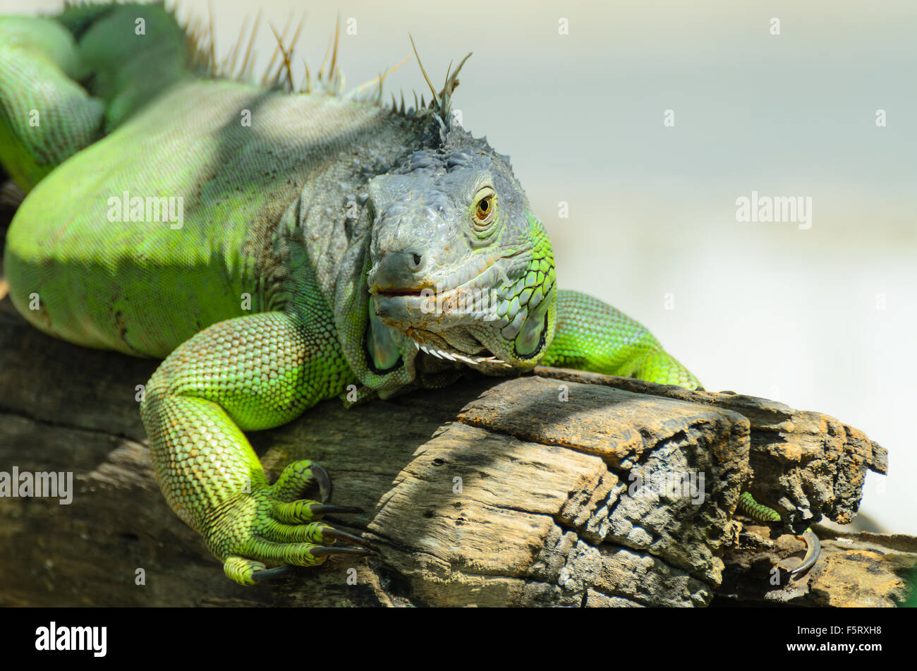 Giant  iguana close up. Stock Photo