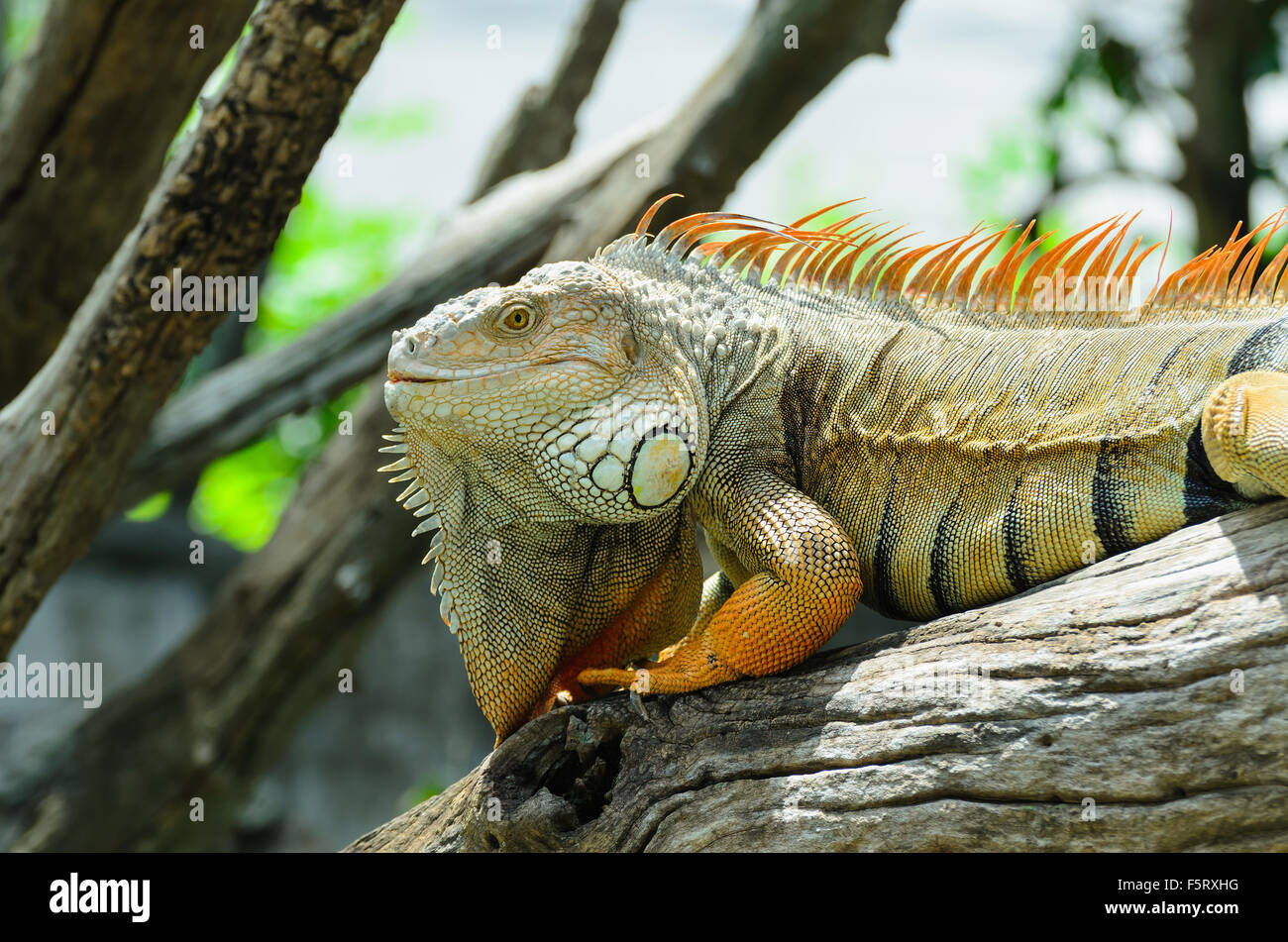 Giant  iguana close up. Stock Photo