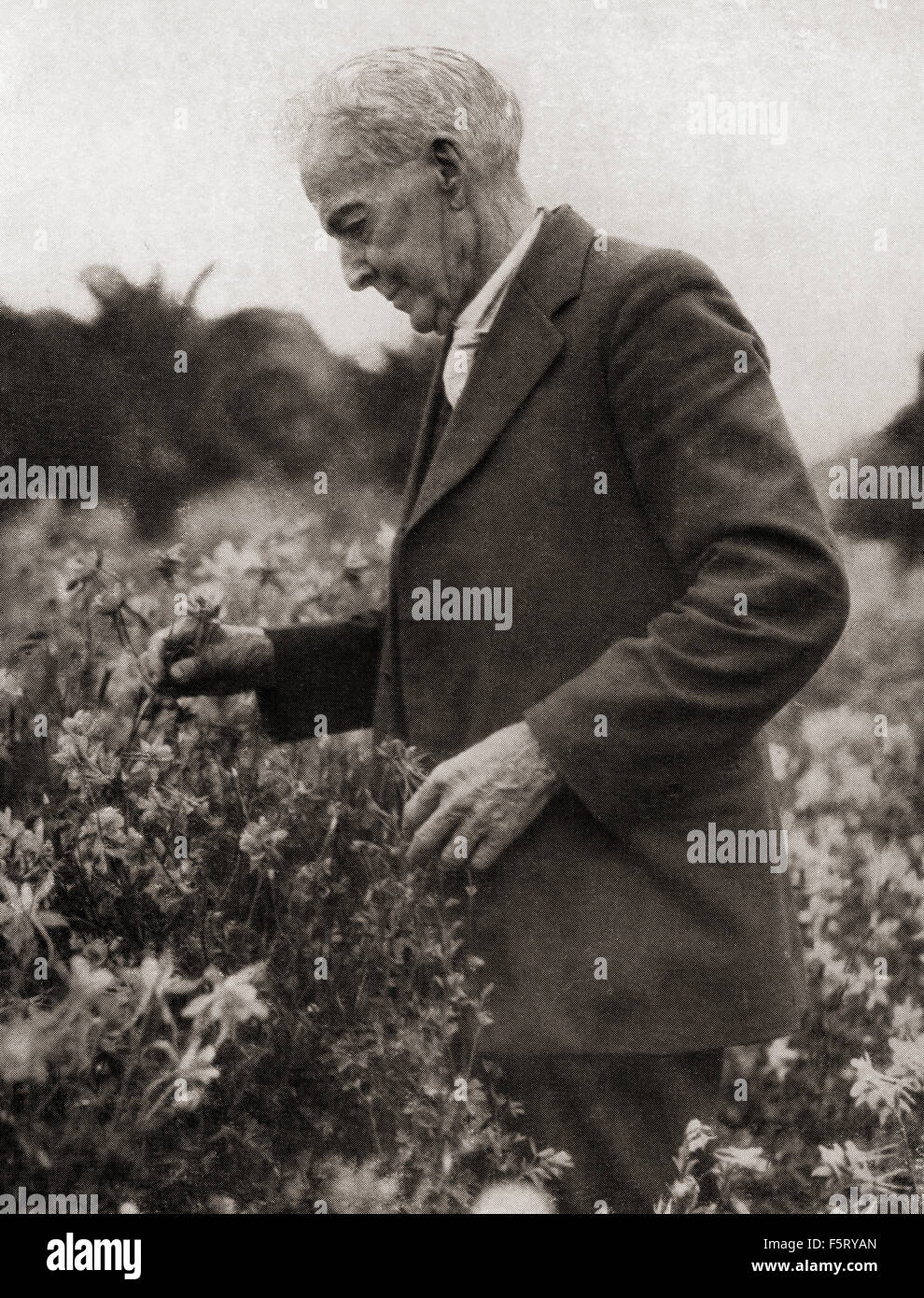 Luther Burbank,  1849 – 1926.   American botanist, horticulturist and pioneer in agricultural science. Stock Photo