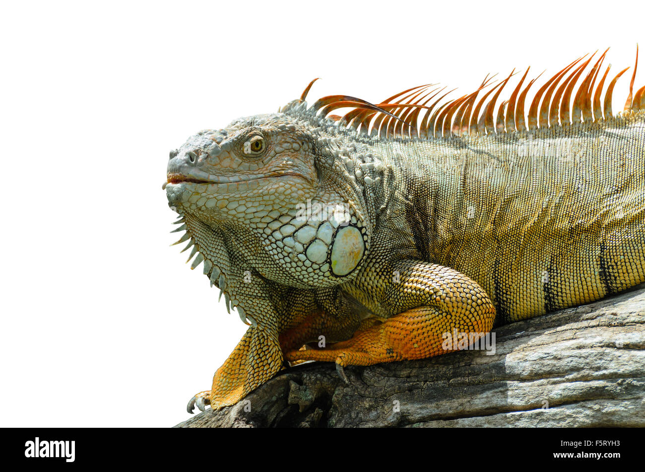 Giant  iguana close up. Stock Photo