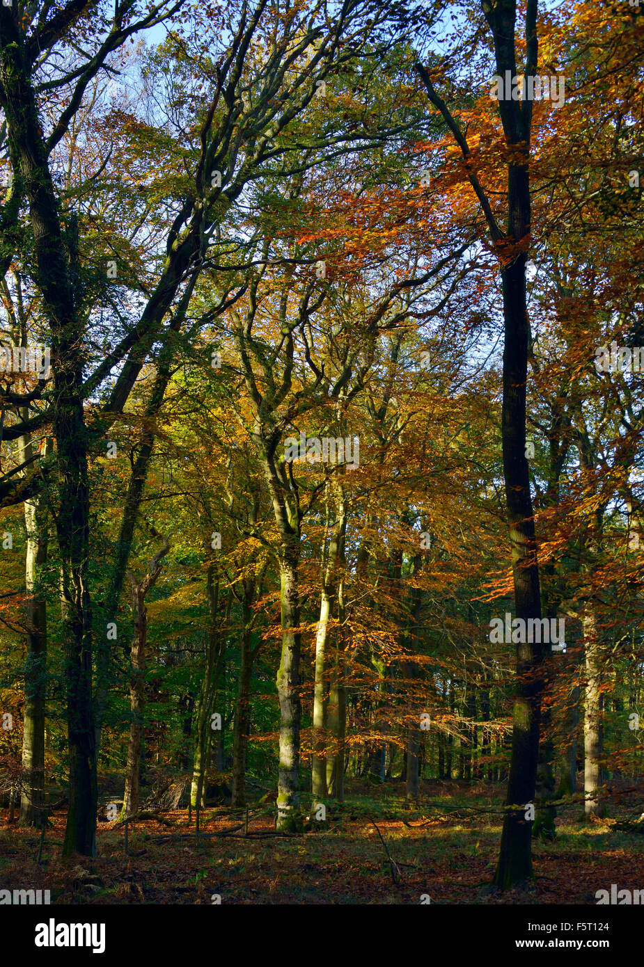 Woodland forest hi-res stock photography and images - Alamy