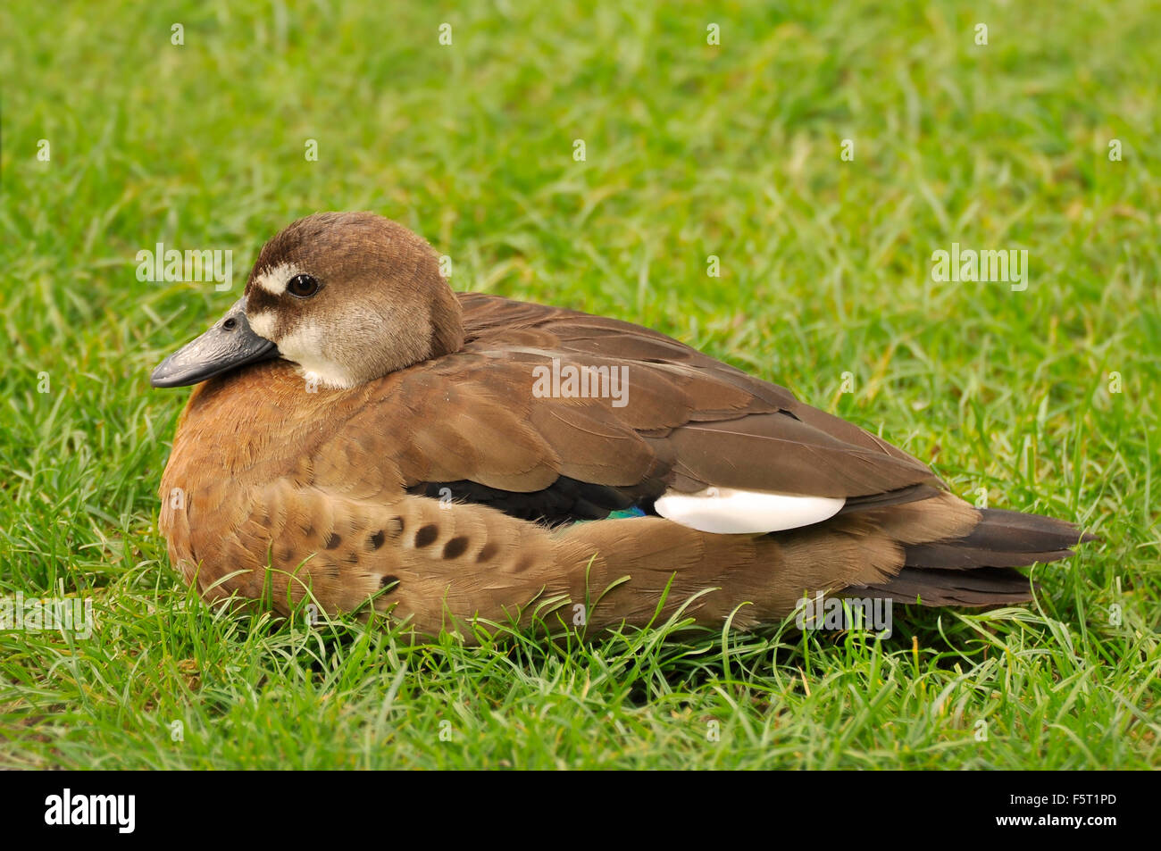 Brown Duck nesting in grass Stock Photo