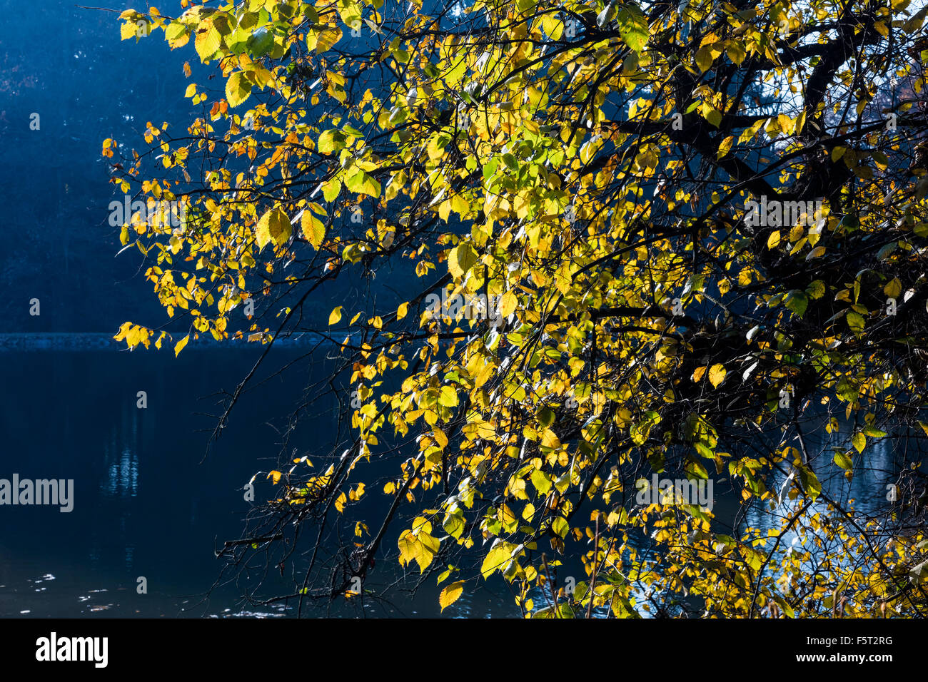 Pond fog through trees branches hi-res stock photography and images - Alamy