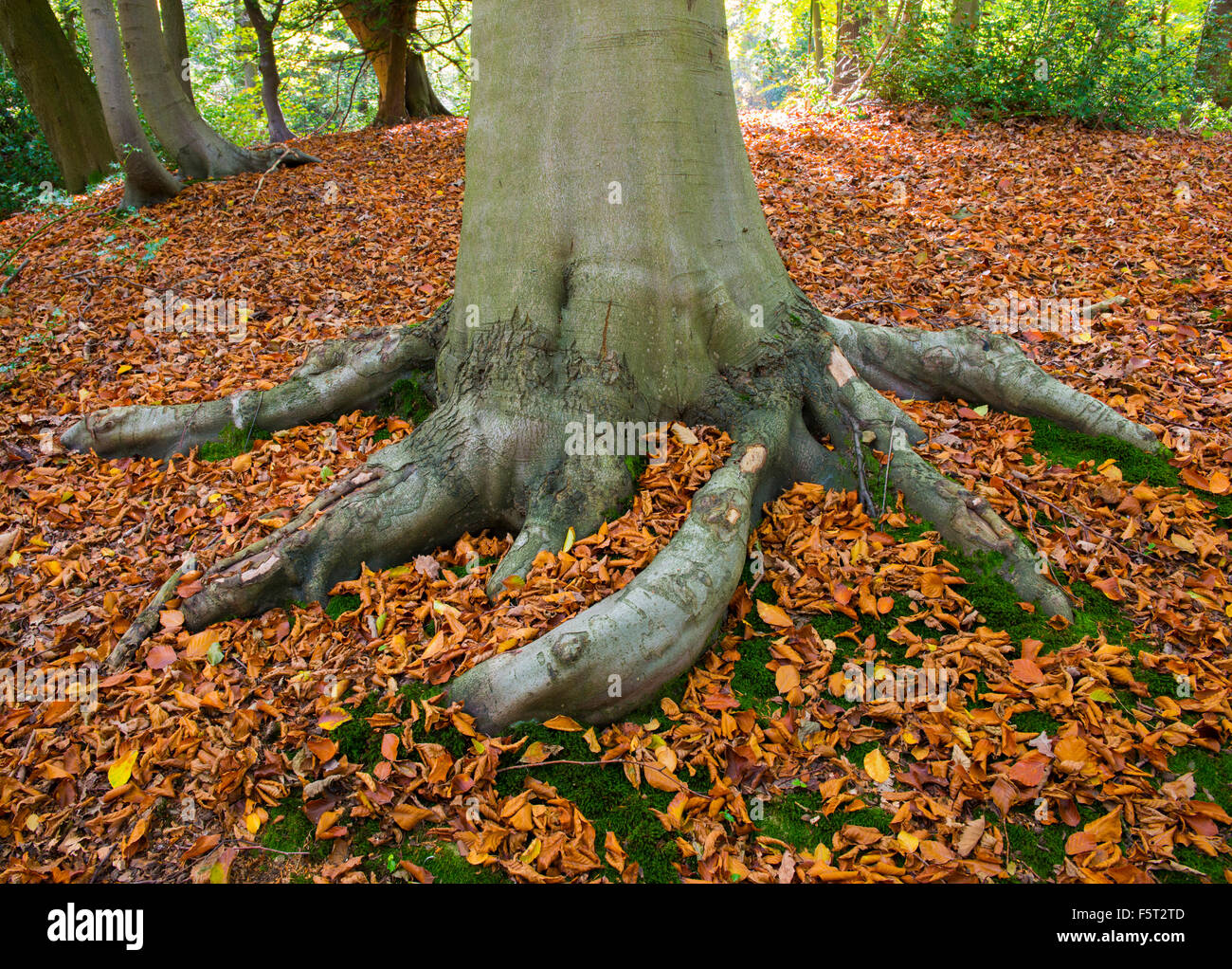 Beech tree roots in autumn in the Ercall Woods, Shropshire. Stock Photo