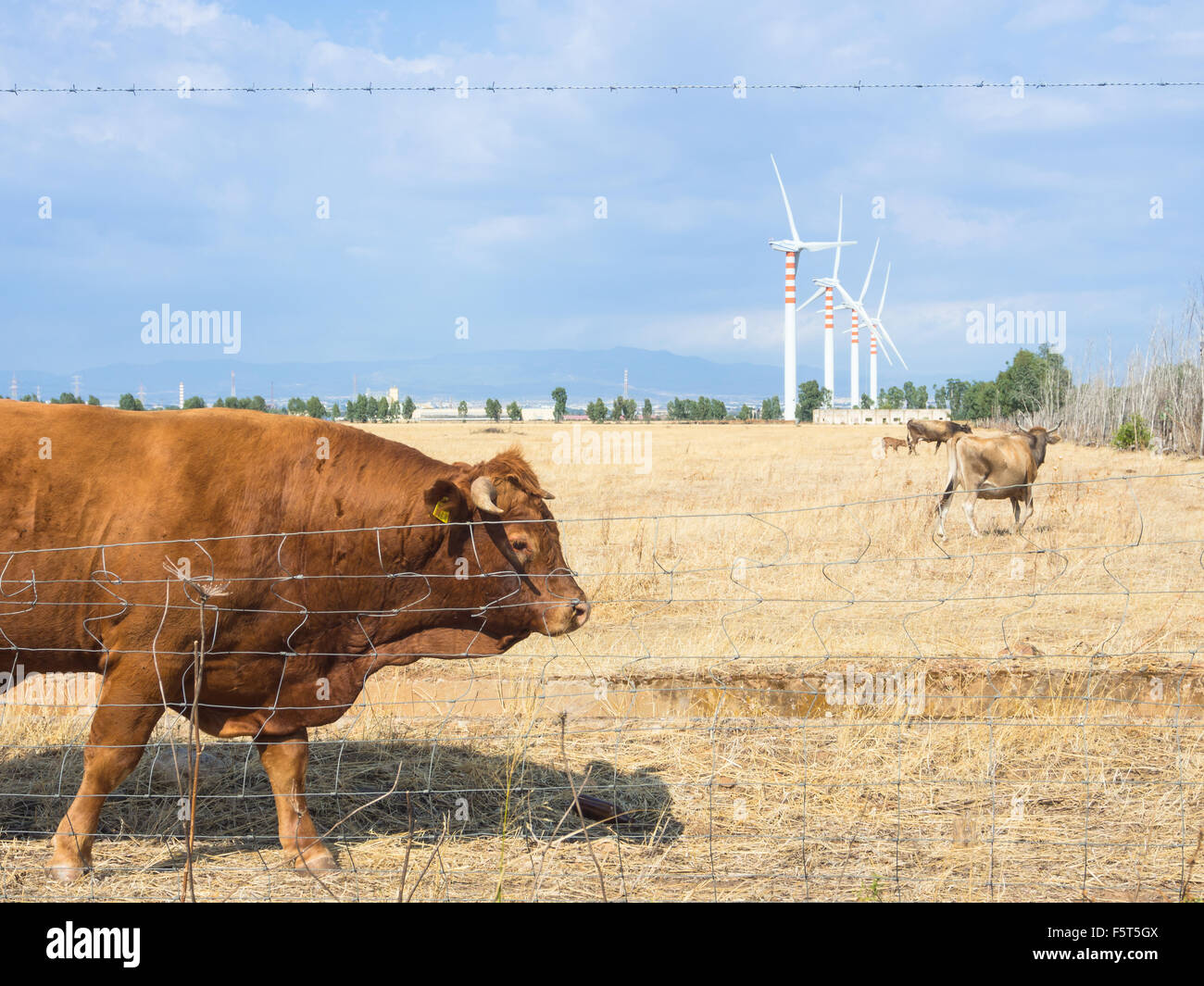 Bovine Turbines country. Calm  in the country Stock Photo