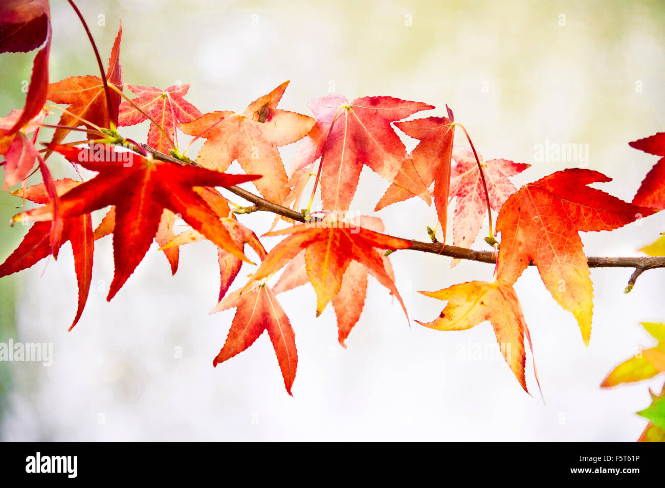 red leaves on branch in fall season Stock Photo