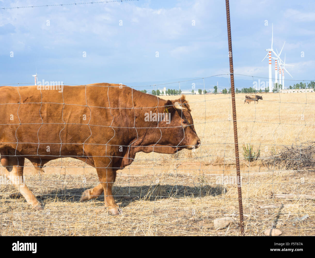 Bovine Turbines country. Calm Bovine  in the country Stock Photo