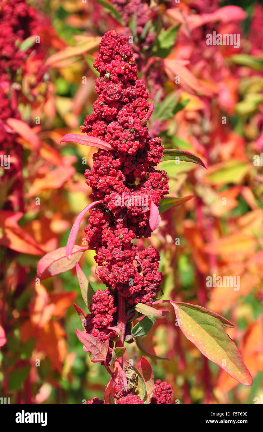 Quinoa (Chenopodium quinoa Stock Photo Alamy