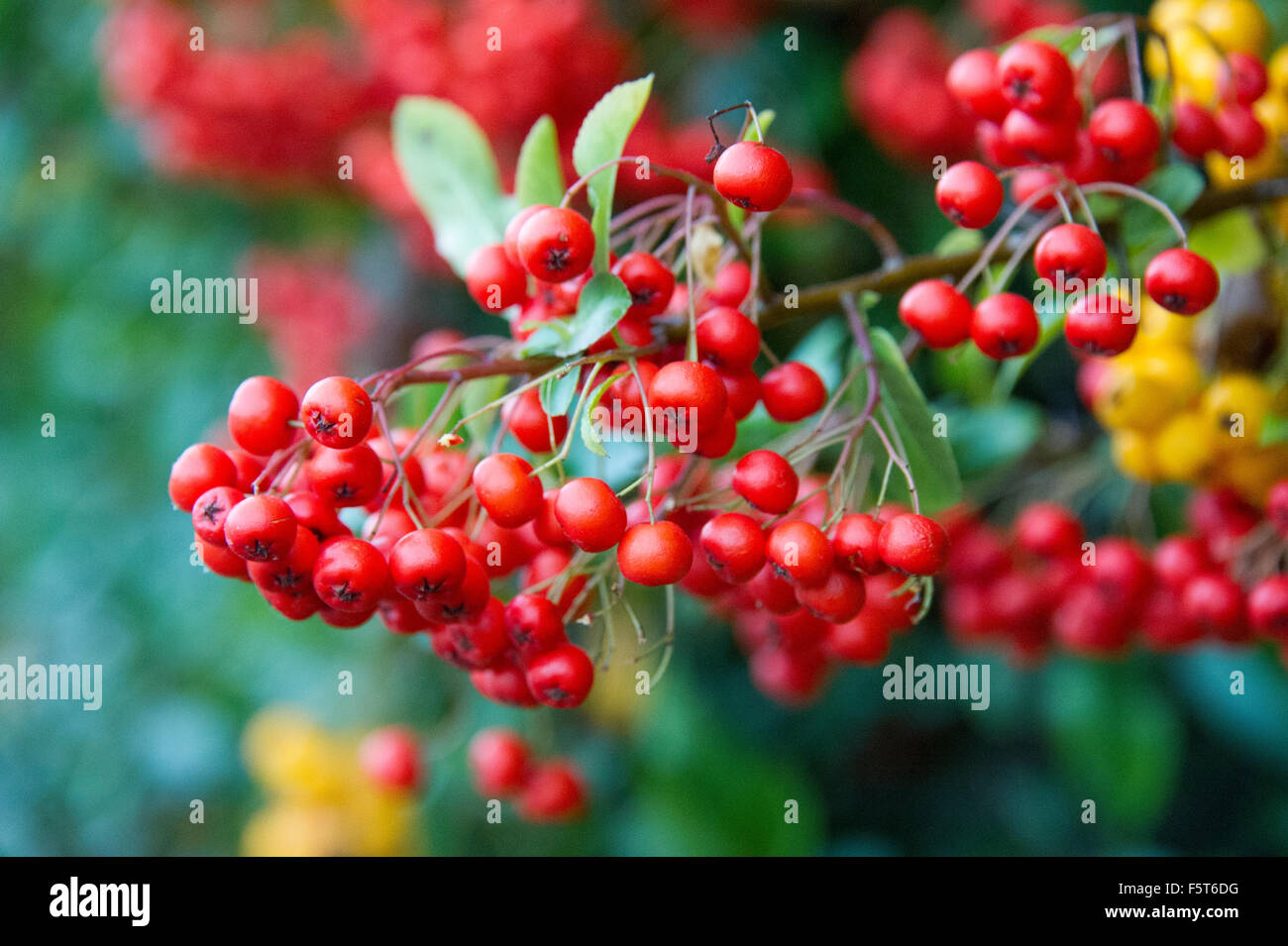 Cotoneaster (hybridus pendulus). Evergreen shrub with white flowers in spring and red/yellow berries in autumn Stock Photo