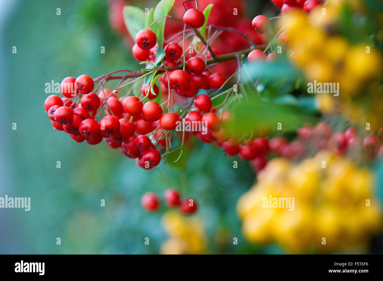 Cotoneaster (hybridus pendulus). Evergreen shrub with white flowers in spring and red/yellow berries in autumn Stock Photo