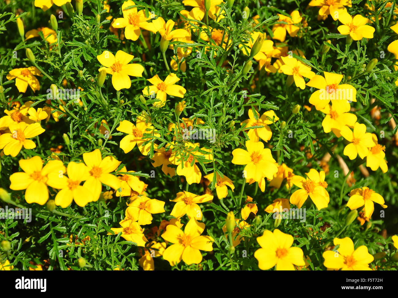 Golden marigold (Tagetes tenuifolia) Stock Photo