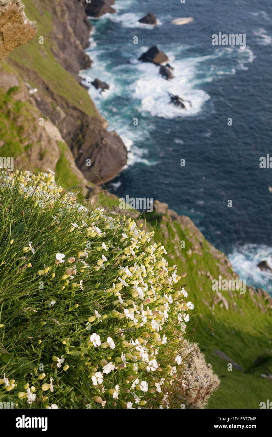 Sea campion growing on the steep, exposed cliffs of St Kilda, Scotland Stock Photo