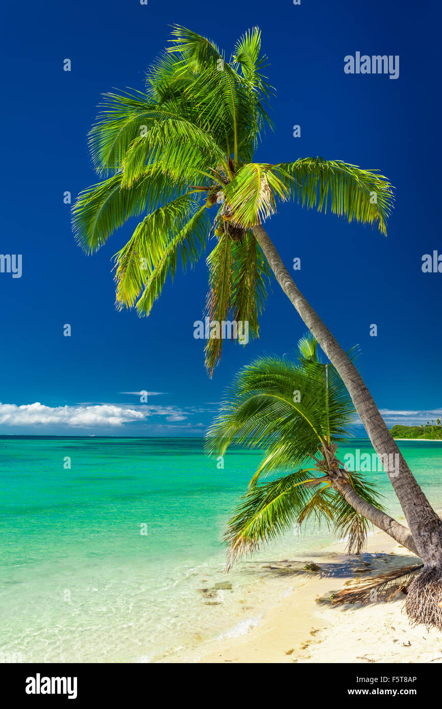 Beach blue sky sea palm trees sunny hi-res stock photography and images ...