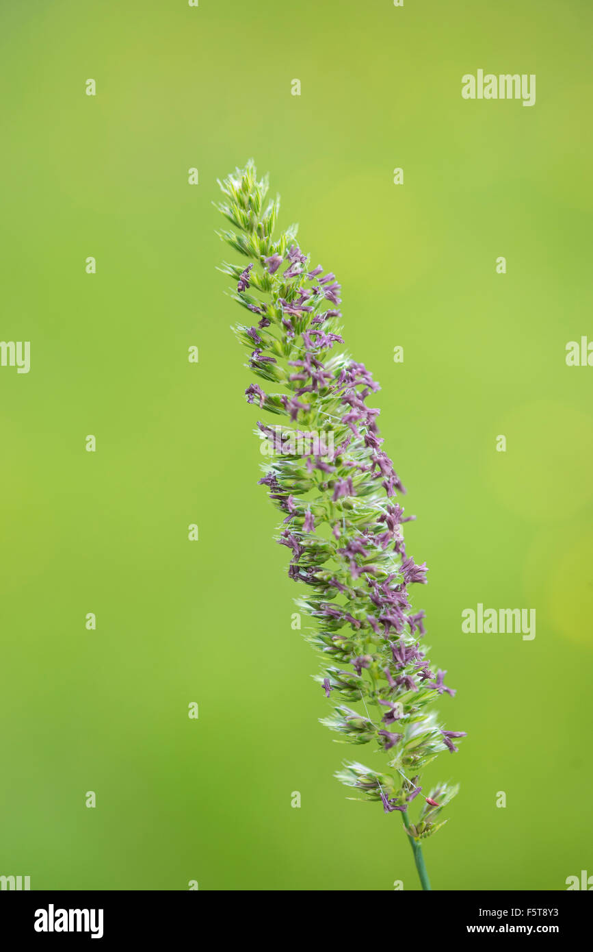 Close up of Cynosurus cristatus, Crested dogs-tail grass in a summer meadow in the English countryside. Stock Photo