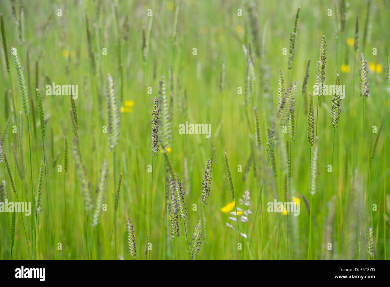 Cynosurus cristatus, Crested dogs-tail grass in a summer meadow in the English countryside. Stock Photo