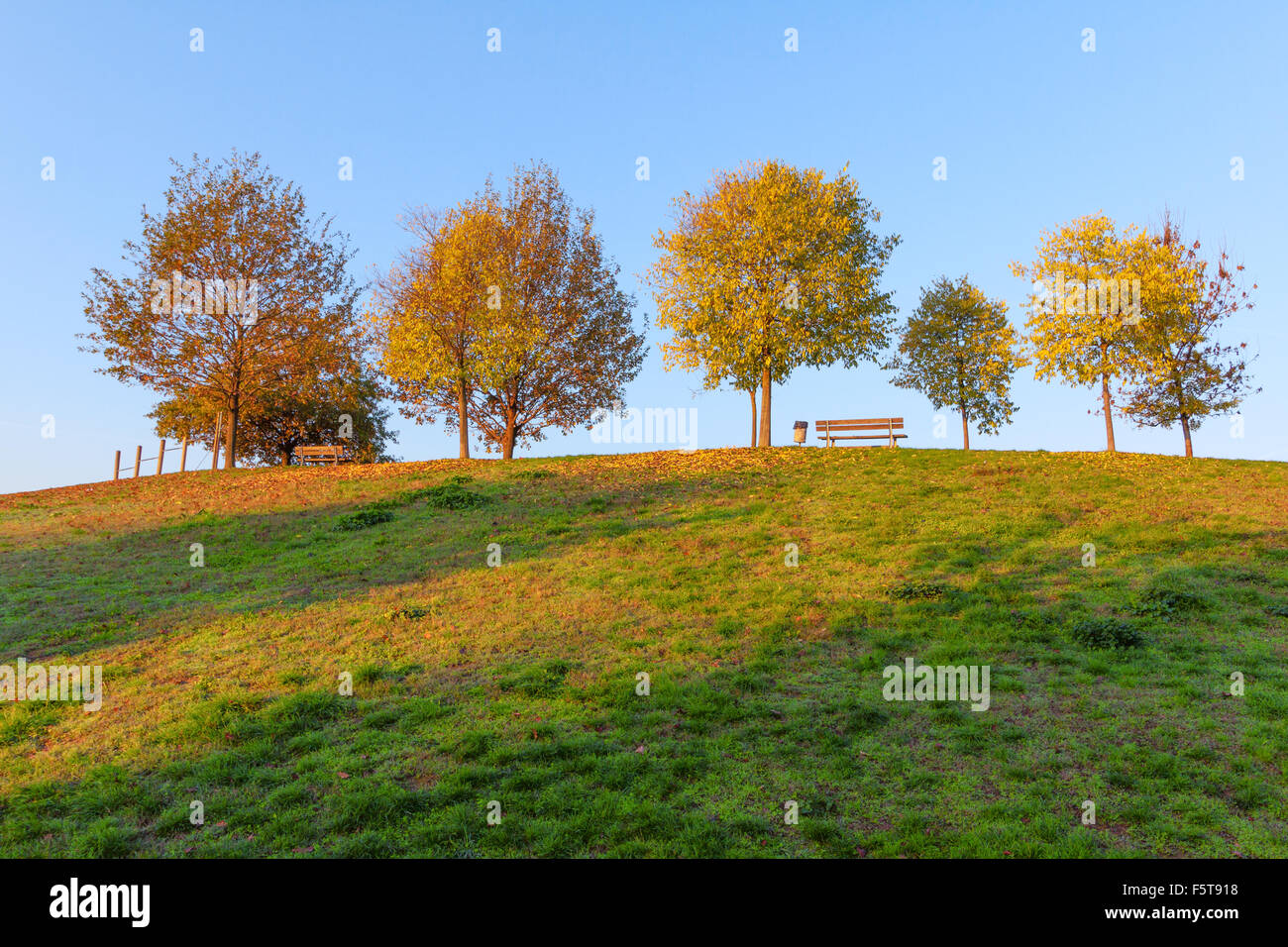 autumn in a city park with trees Stock Photo - Alamy