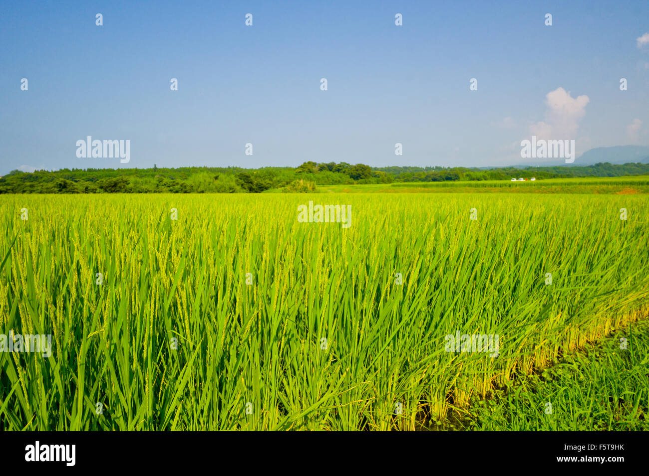 Rice field in Japan Stock Photo Alamy