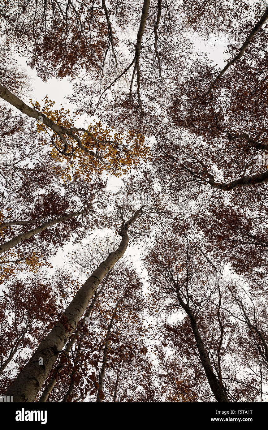 Beech trees on the sky background in autumn Stock Photo - Alamy