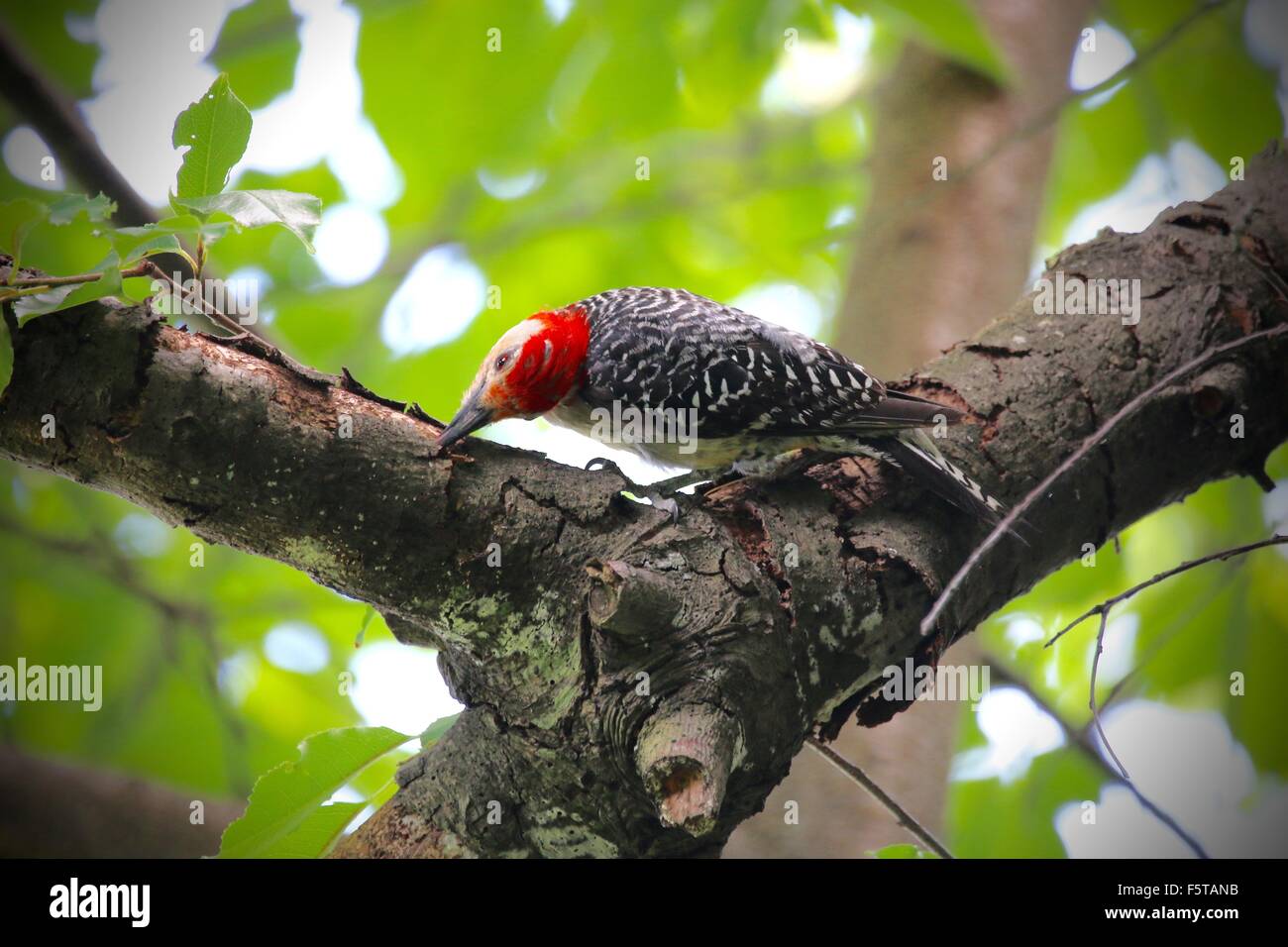 Chiseling beak hi-res stock photography and images - Alamy