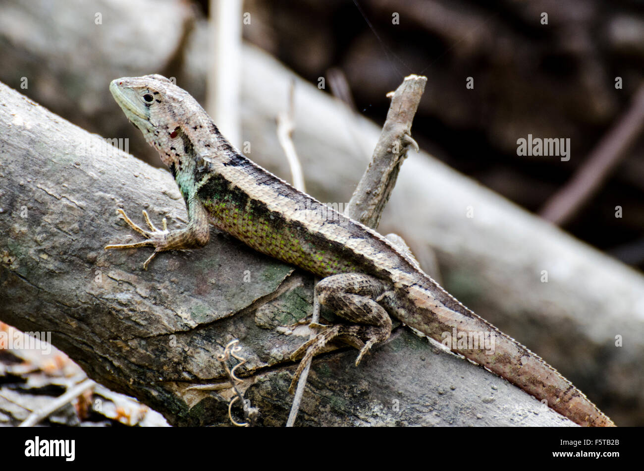Striking Lizard from the Bosque Cerro Blanco Stock Photo