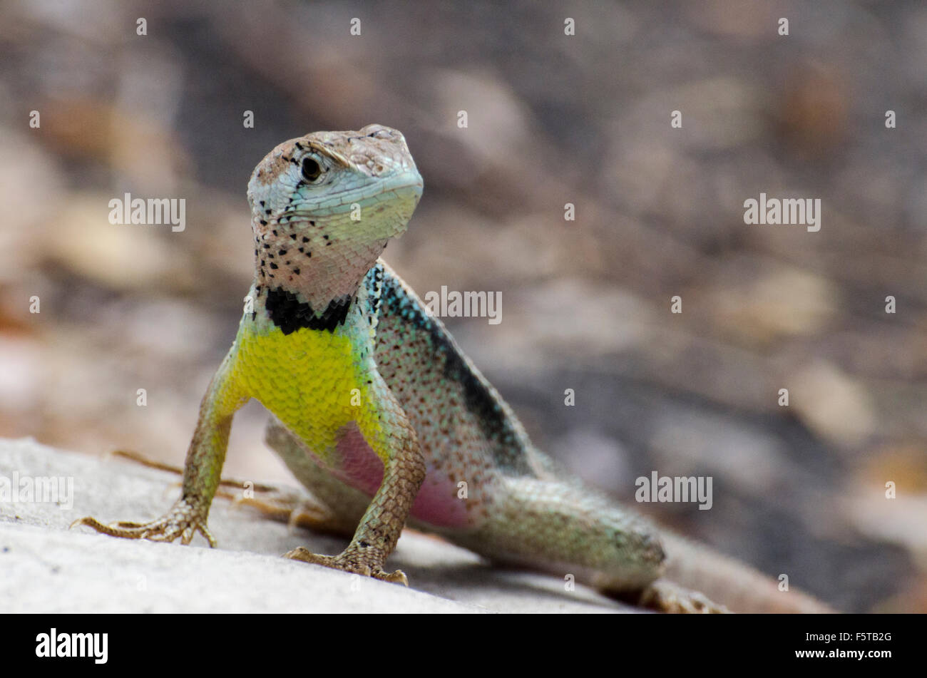 Striking Lizard, Bosque Cerro Blanco, Guayaquil, Ecuador Stock Photo