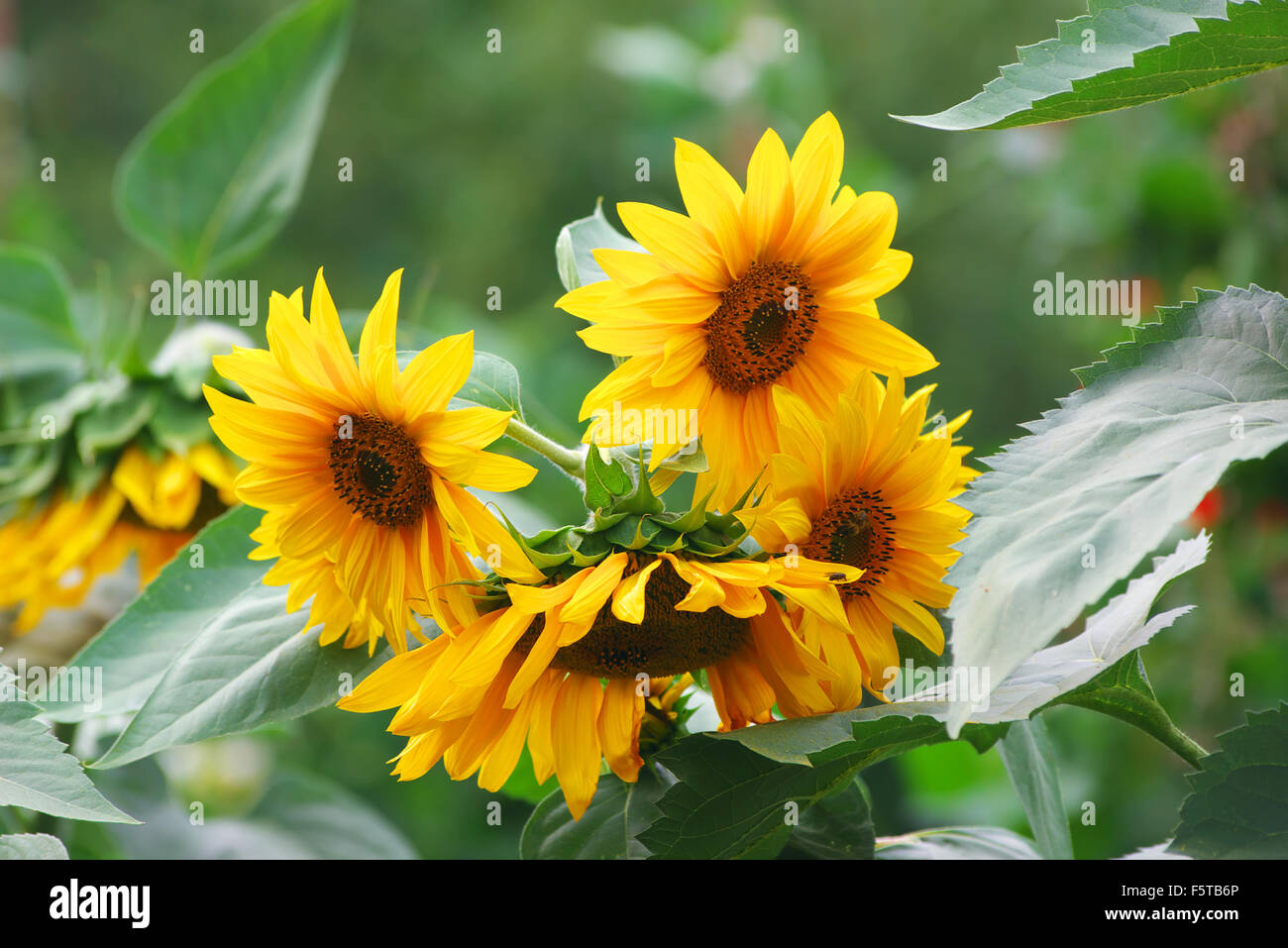 Sunflowers in the Field Stock Photo - Alamy