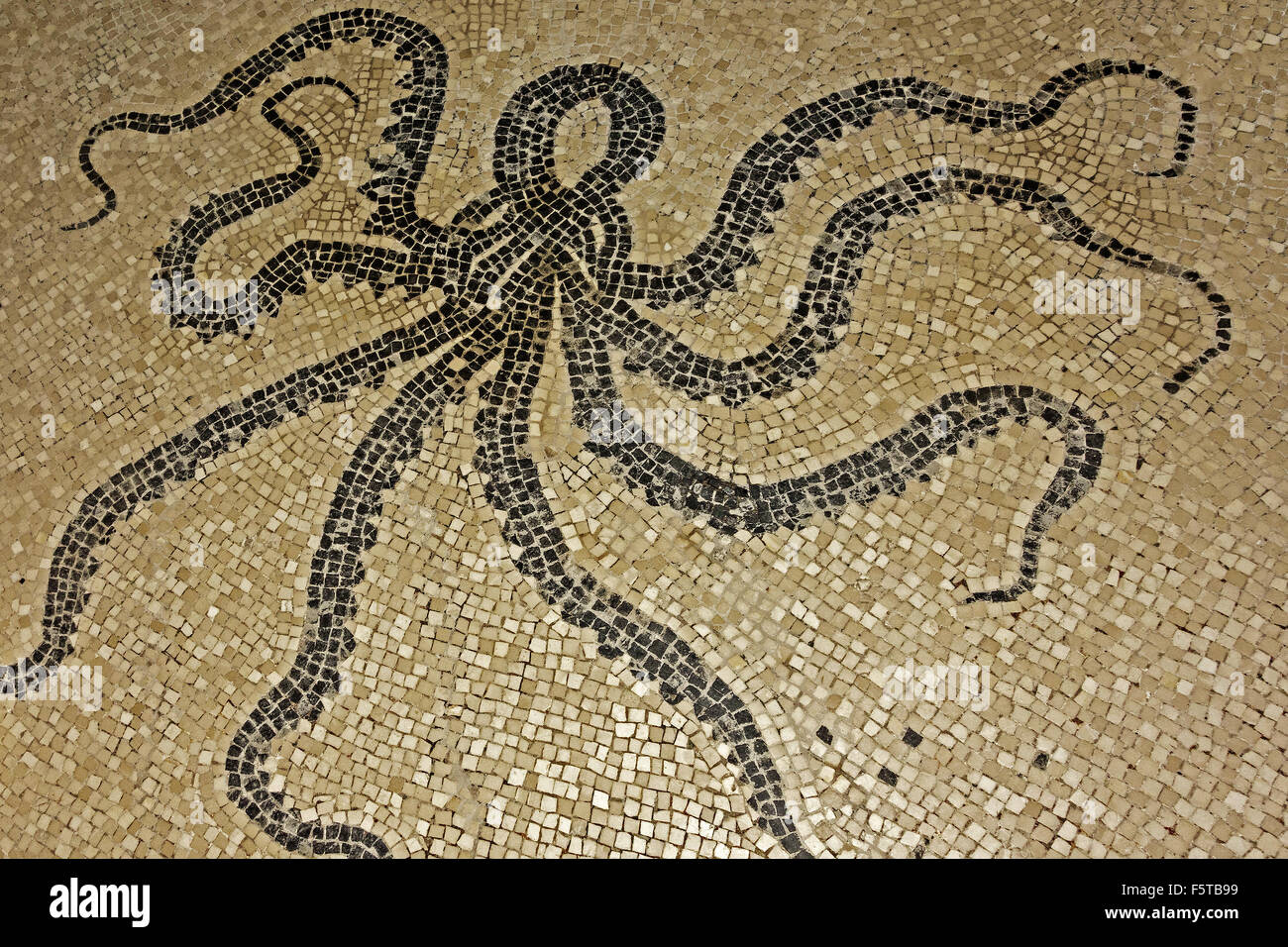 Octopus  Mosaic Herculaneum Campania Italy Stock Photo