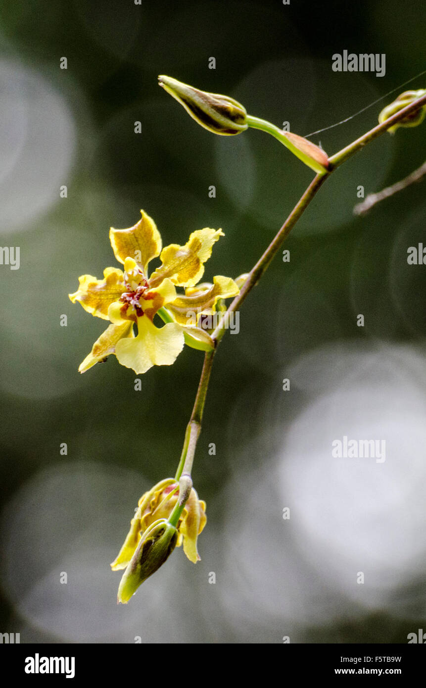 A orchid from the genus Onicidium Stock Photo