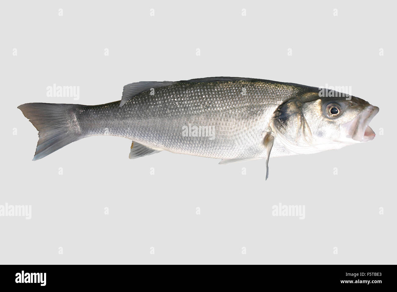 Isolated sea bass or sea fish. Stock Photo