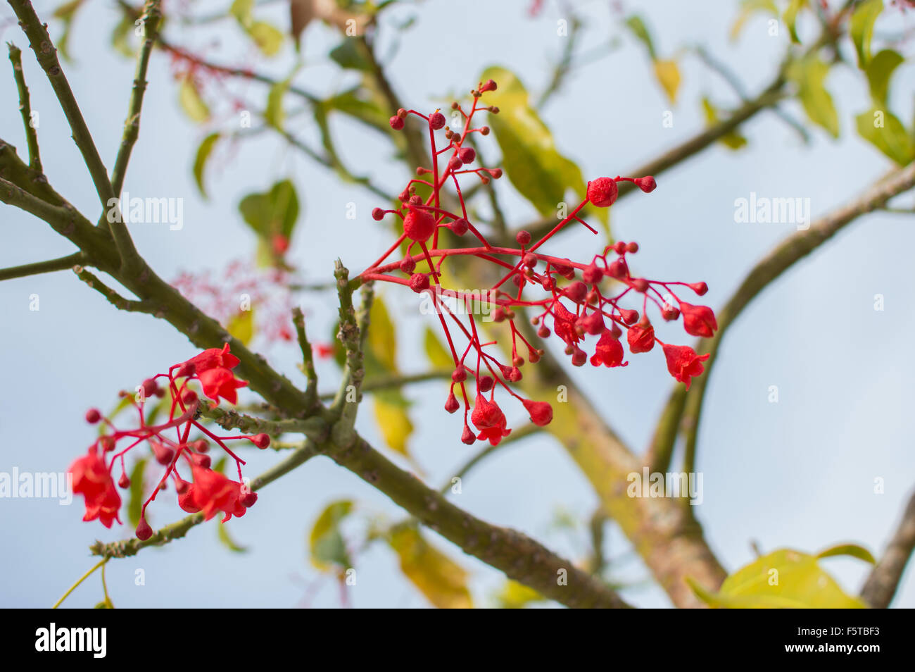 Red tree against a cloudy sky Stock Photo - Alamy