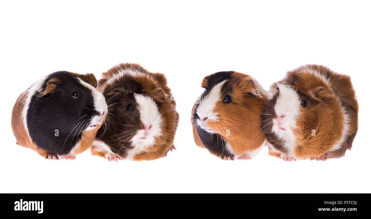 Guinea pigs in a row Stock Photo