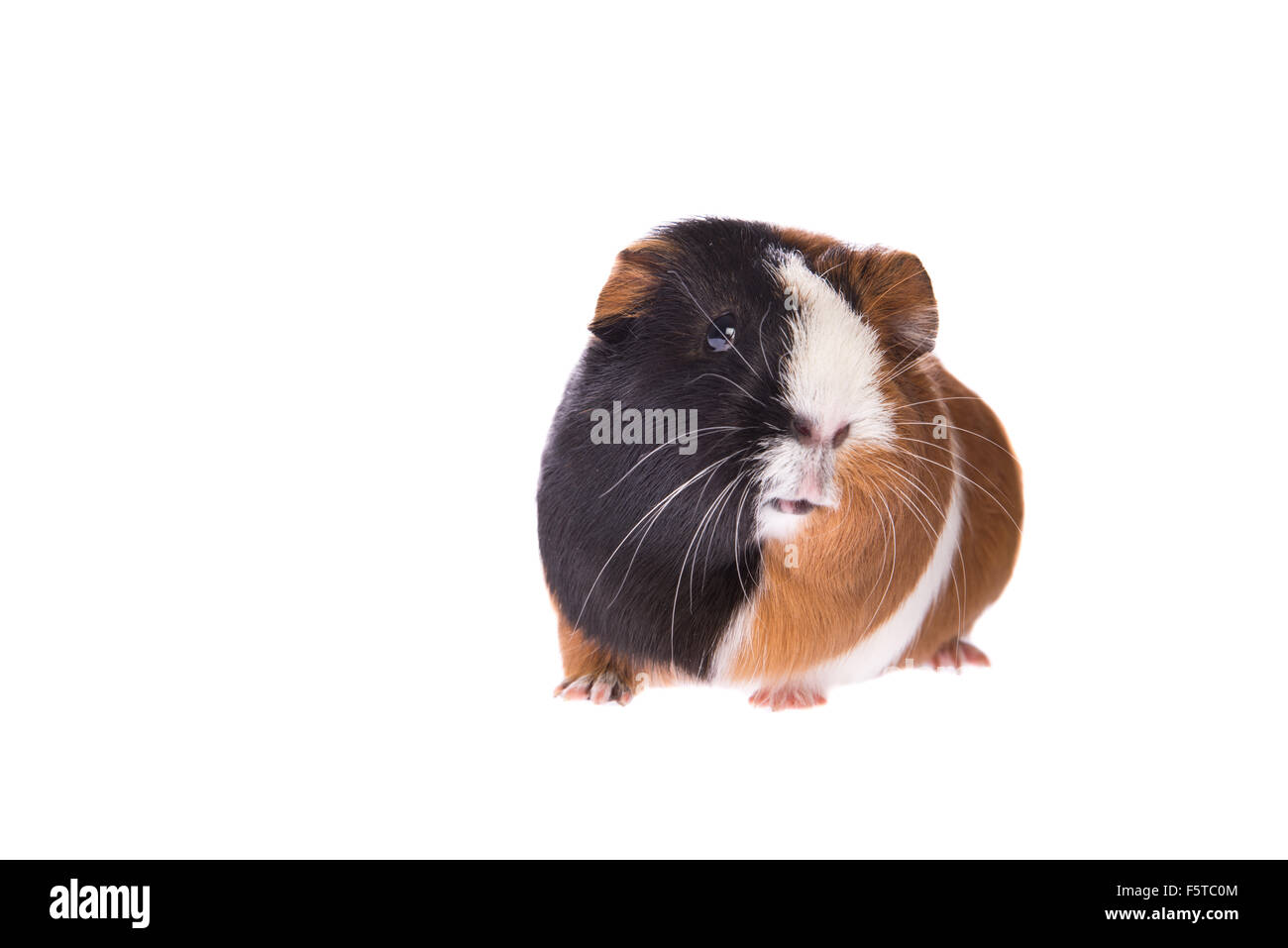 Guinea pig facing the camera Stock Photo