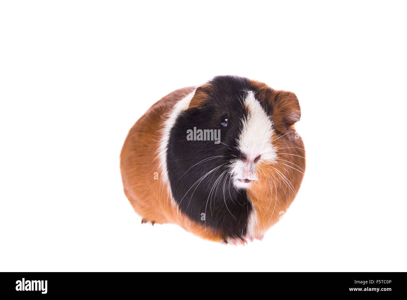 Guinea pig Stock Photo