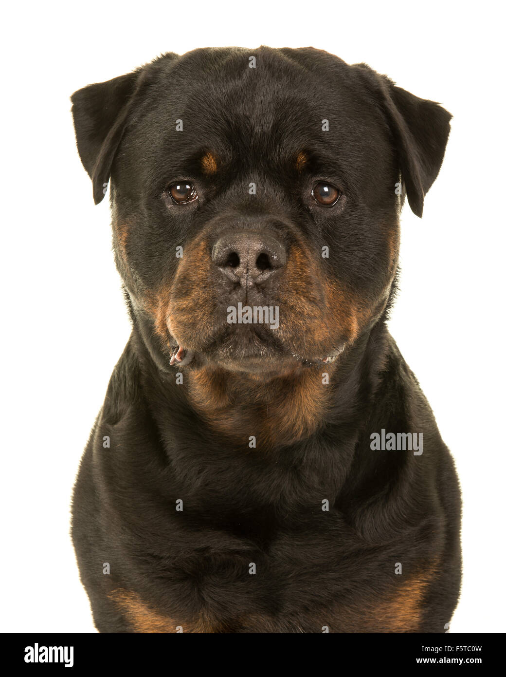 Adult male rottweiler dog portrait Stock Photo