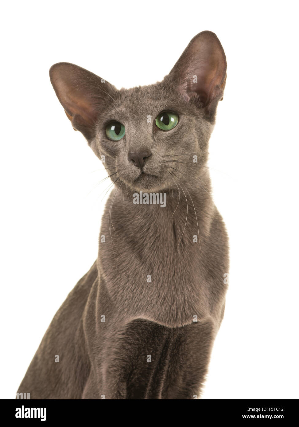 Siamese grey blue cat portrait with green eyes isolated on a white background Stock Photo
