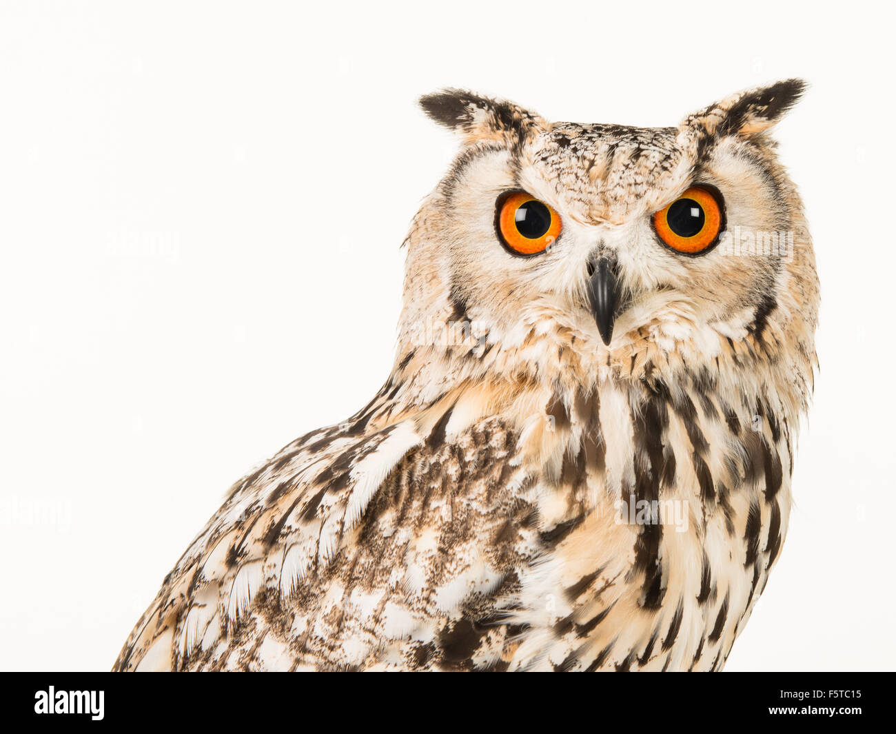 Portrait of an eagle owl isolated on a white background Stock Photo