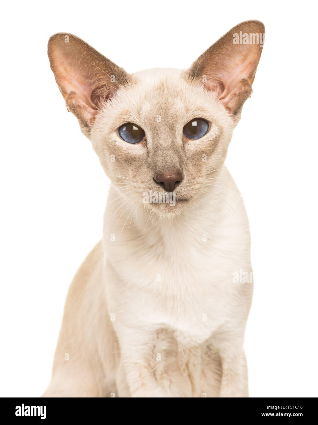 Portrait of a pretty siamese cat with blue eyes on a white background Stock Photo