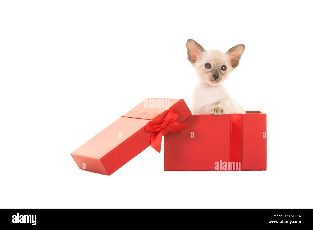 Christmas card with baby siamese cat in a red present box isolated on a white background Stock Photo