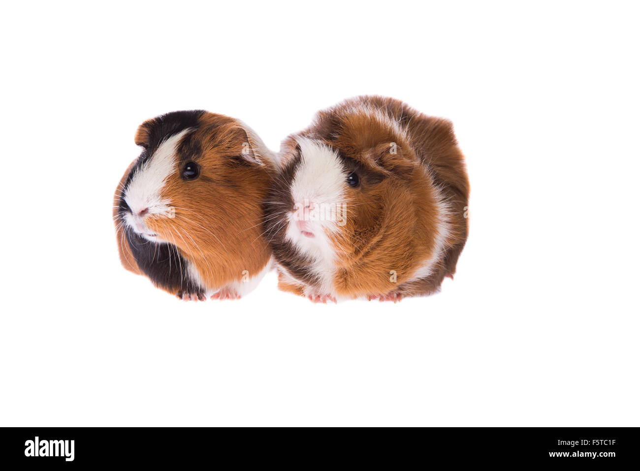 Guinea pigs looking to the left Stock Photo