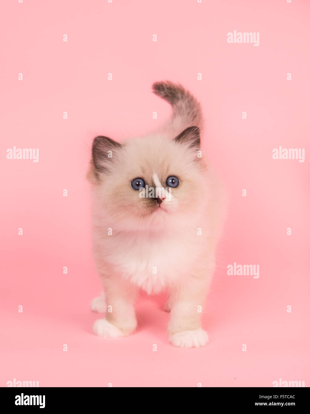 Cute standing ragdoll kitten with blue eyes on a pink background Stock Photo