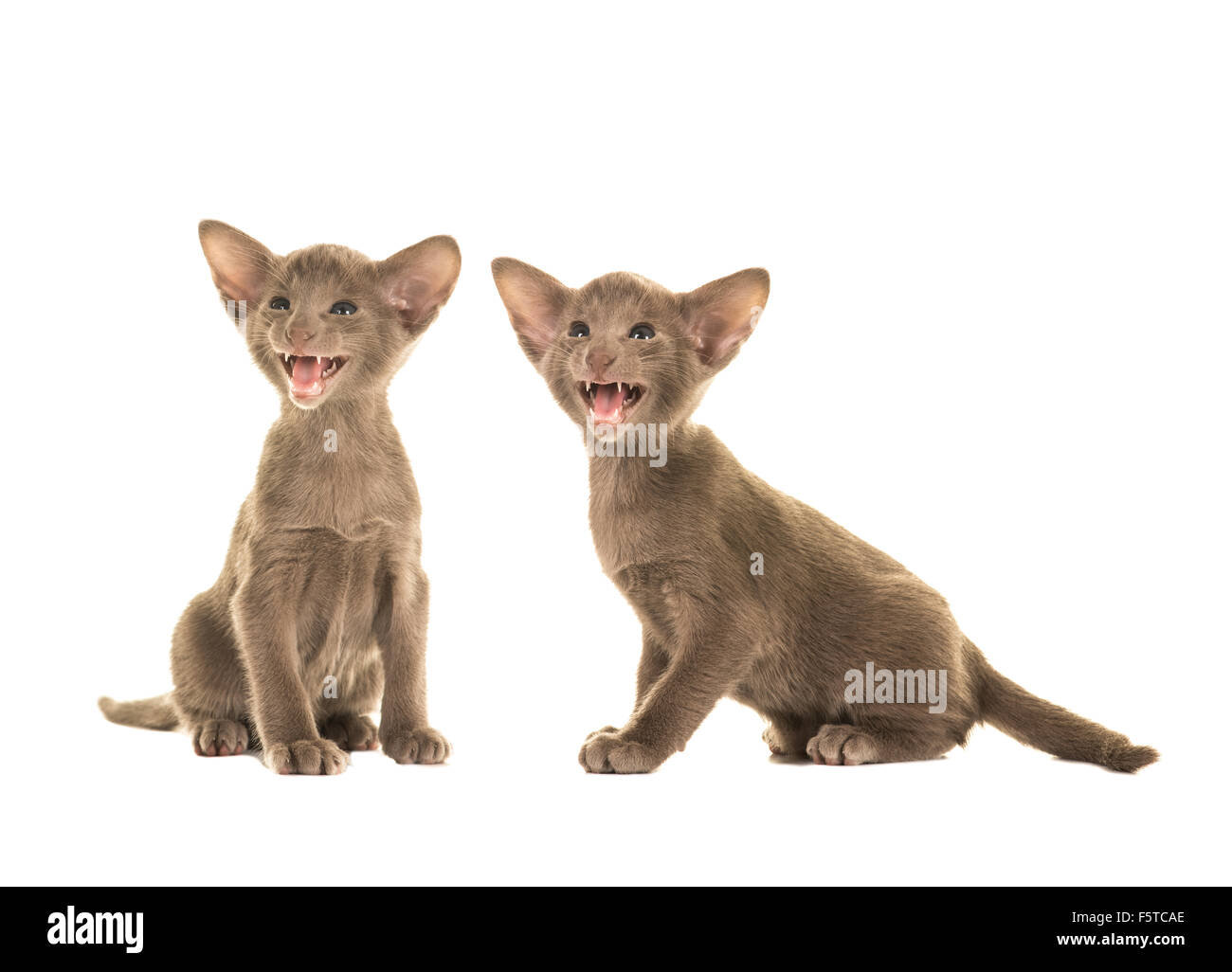 Cute sitting speaking siamese cats on a white background Stock Photo