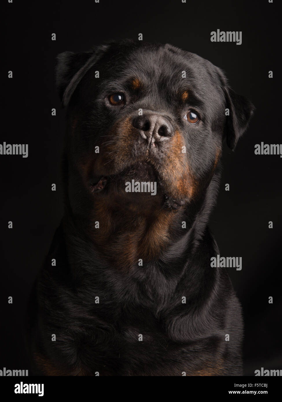 Rottweiler dog portrait on a black background Stock Photo
