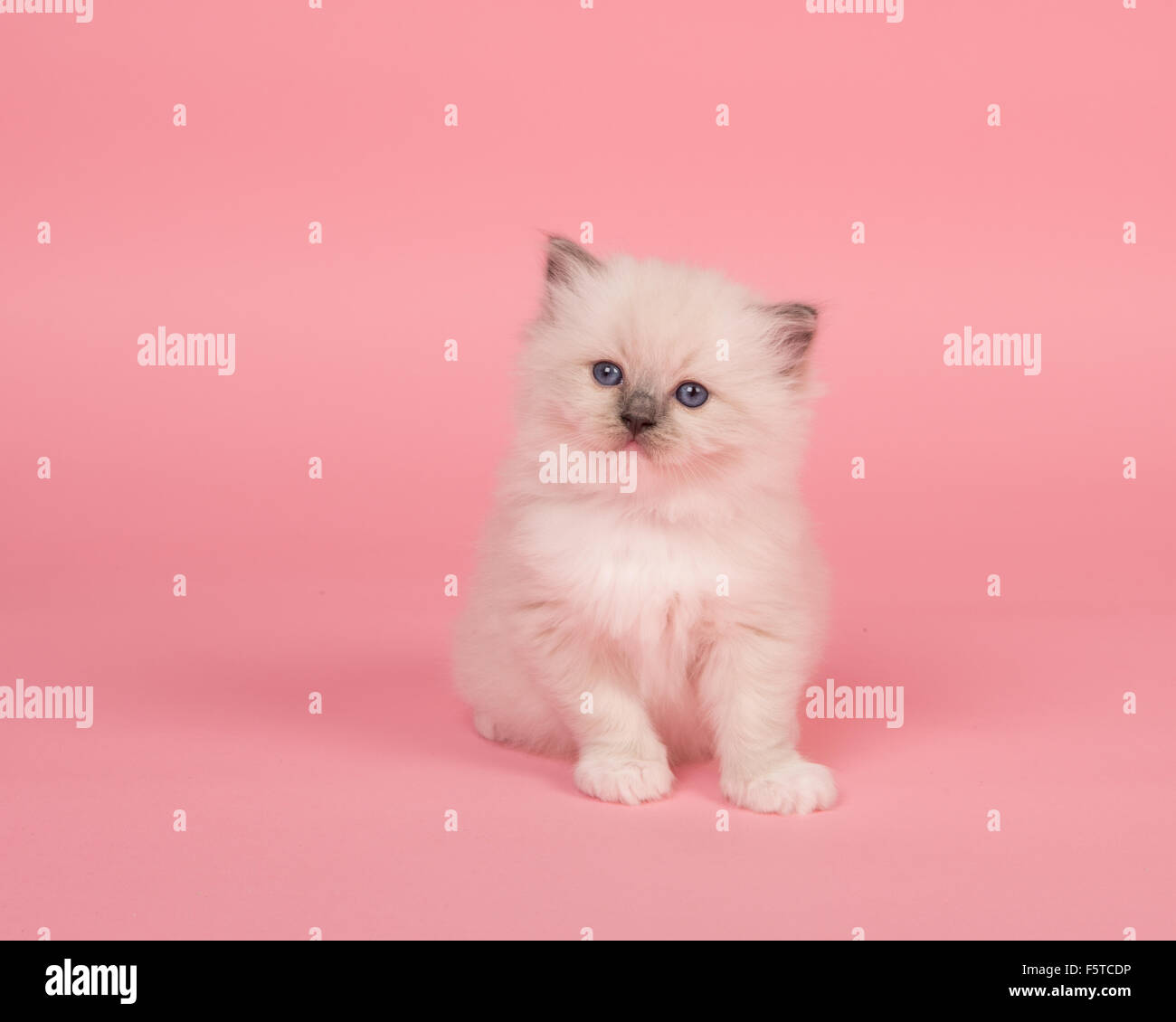 Cute ragdoll baby cat on a pink background Stock Photo